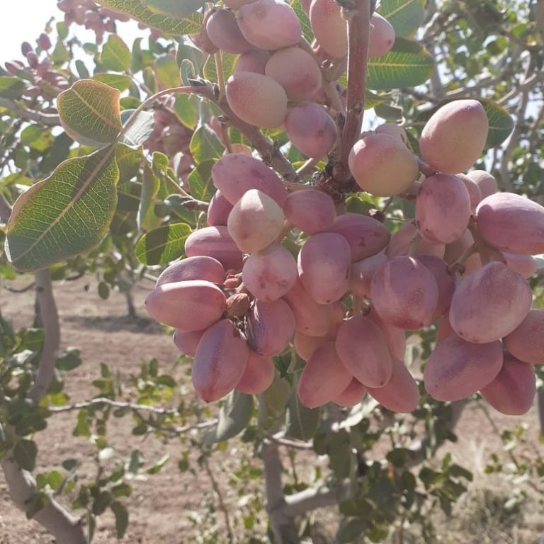 Unique properties of pistachio from beauty to treatment of diseases OSK Pistachio