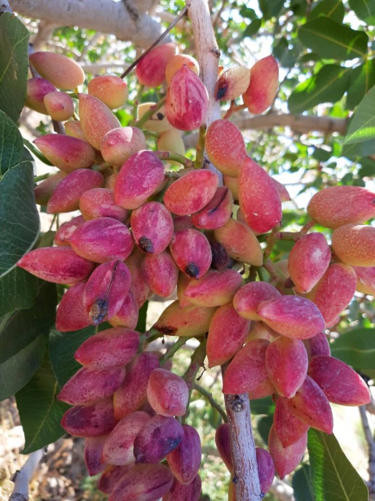 History of Pistachio Tree OSK Pistachio