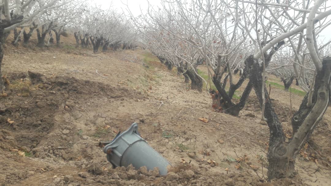 Pruning season of pistachio trees OSK Pistachio