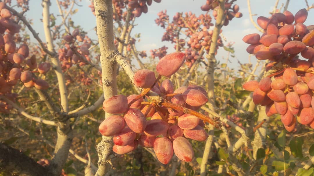 History of pistachios in Iran OSK Pistachio
